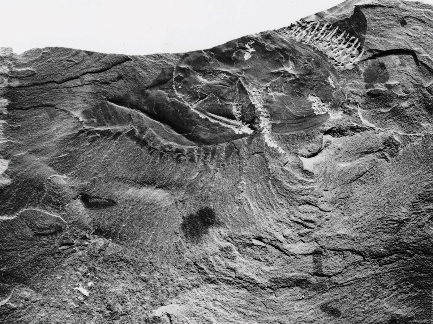 Are Fossils Just Rocks Shaped like Bones? The Institute for Creation